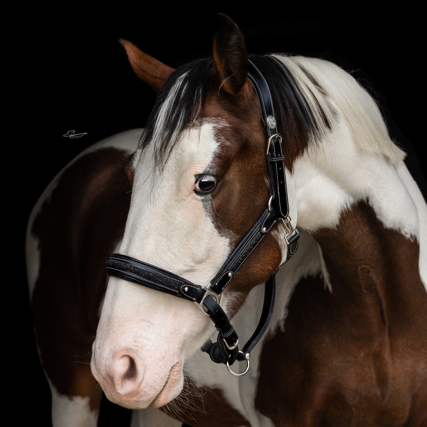Licol cuir Epona - Olympea