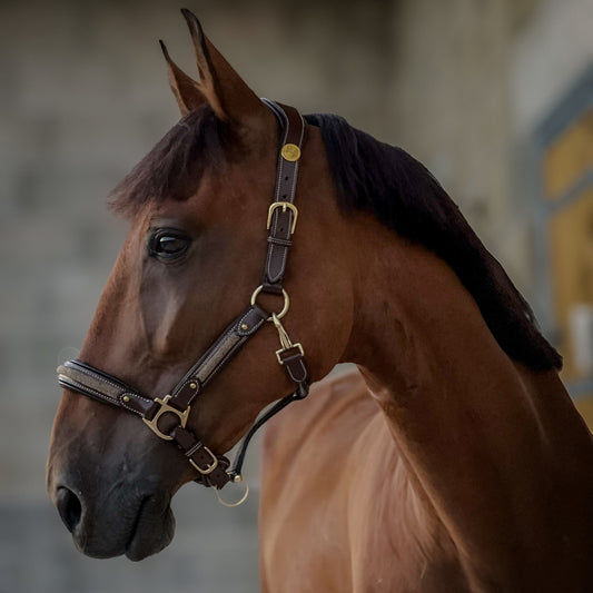 Licol cuir Epona - Olympea