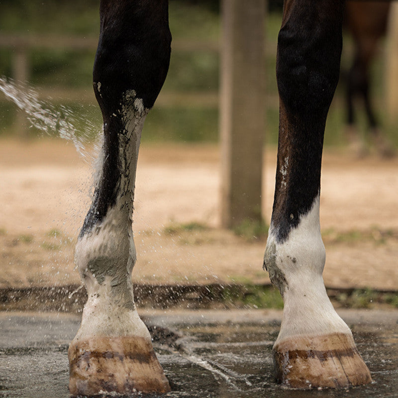 Cataplasme d'Argile Verte Cheval – Drainage, Circulation & Détox – Nellumbo