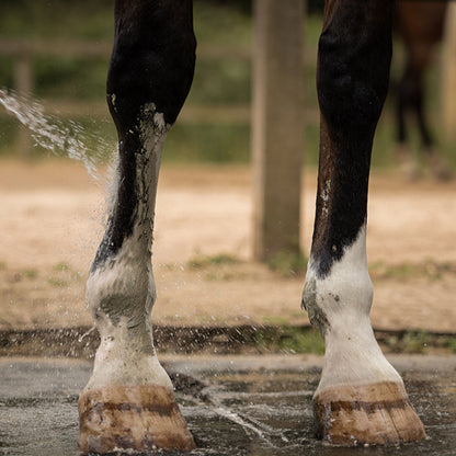 Cataplasme d'Argile Verte Cheval – Drainage, Circulation & Détox – Nellumbo