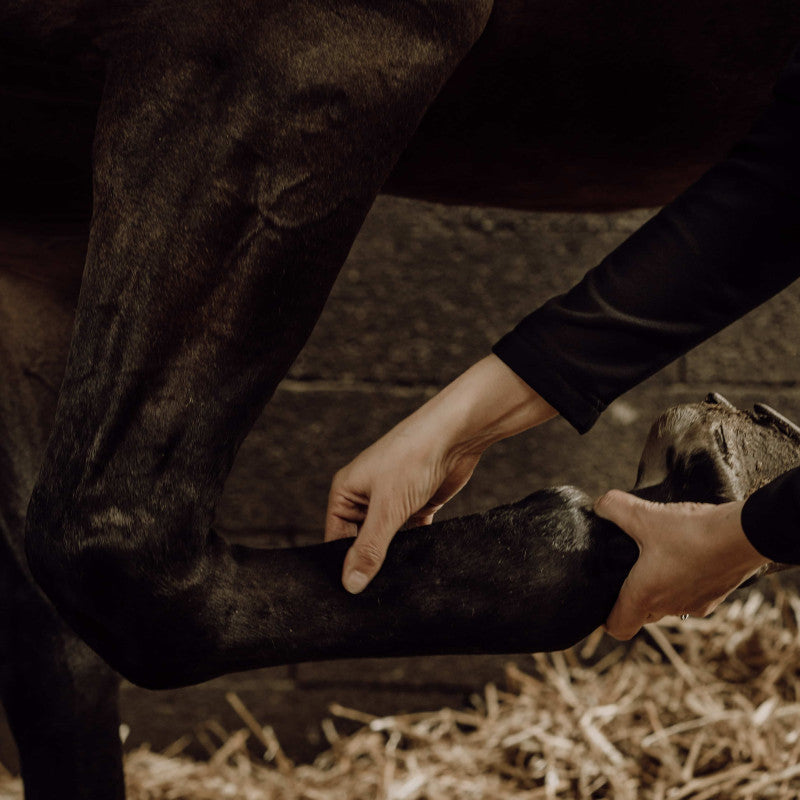Gel Rafraîchissant Naturel Cheval - Récupération Musculaire | Nellumbo