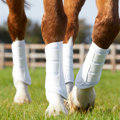 Guêtres de Dressage Premier Equine Carbon Air-Tech – Protection Ventilée à Fermeture Simple