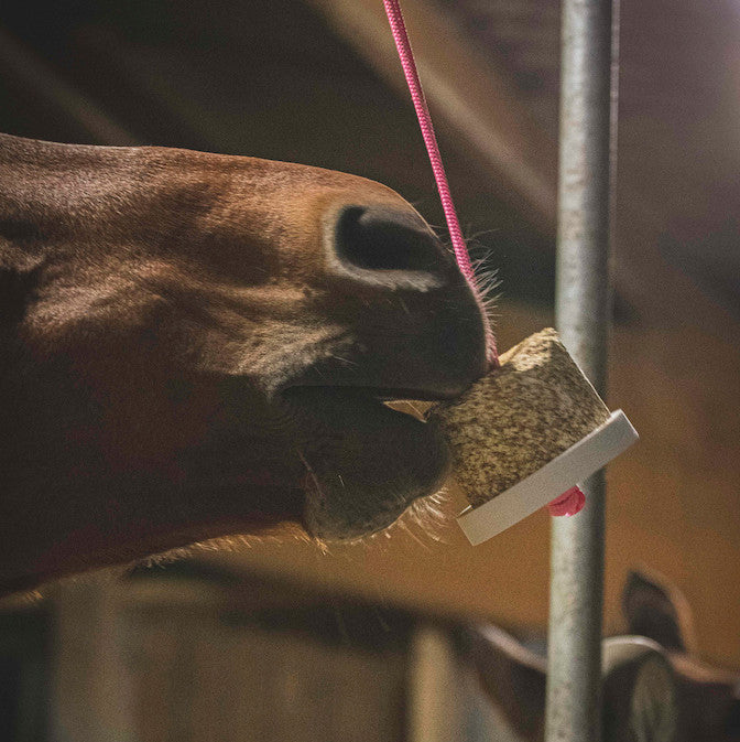 Happy Wild Immun Sans Céréales Baies de Cynorrhodon feuilles de thym Bio - Happy Crackers Jouet Friandise Bio pour Chevaux