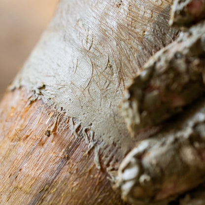Argile sabots sensibles - Cura Naturale