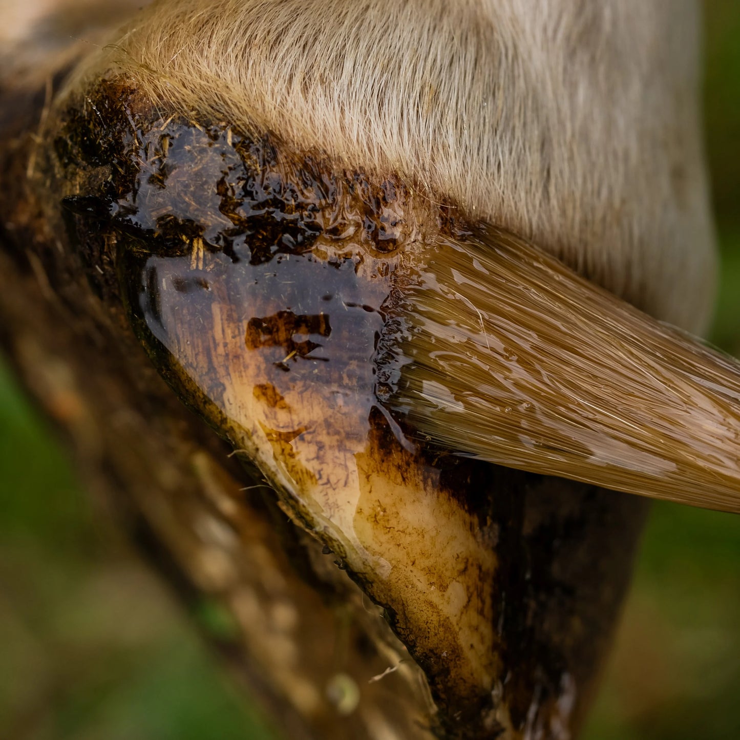 Huile sabots abîmés - Cura Naturale